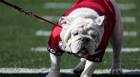 georgia bulldogs odds|Georgia Bulldogs Odds .